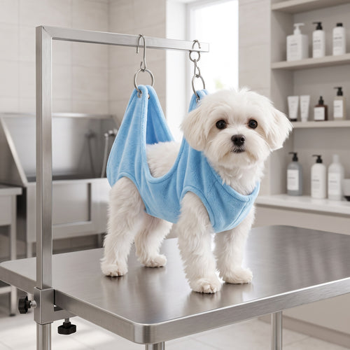 Cane maltese nell'amaca per toelettatura azzurra